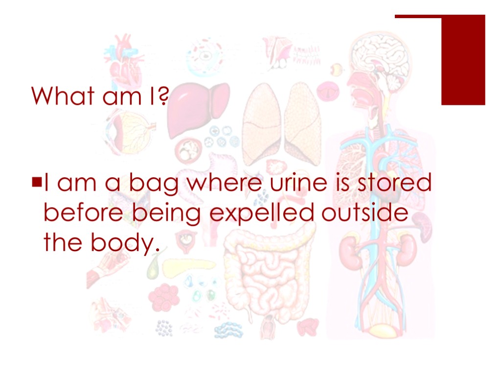 What am I? I am a bag where urine is stored before being expelled
